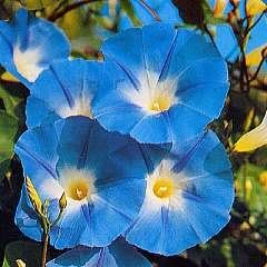 Morn.Glory Heavenly