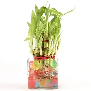 Ferns N Petals 2 Layer Lucky Bamboo Plant in Glass Vase 3 x 3 Inch