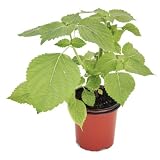  Perilla Verde 10cm Planta Natural en Maceta Pequeña Perilla Frutescens