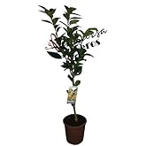 Naranjo &ndash; Pot 25 cm &ndash; Total height approx. 1.20 cm. &ndash; Live plant &ndash; (Shipments only to the Peninsula)