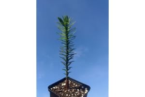TREE ONLINE NURSERY 2 Years Old Araucaria ARAUCANA Monkey Puzzle Tree in 8CM Pot Lovely Condition