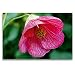 Produktbild Calvendo Premium Textil-Leinwand 120 cm x 80 cm quer, Abutilon Schönmalve - Princess Belle | Wandbild, Bild auf Keilrahmen, Fertigbild auf echter Leinwand, Leinwanddruck Natur Natur