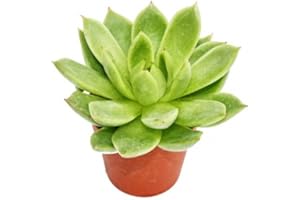 EXOTENHERZ Echeveria agavoides - petite plante en pot de 5.5cm