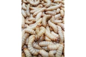 ANEWSIR Zoo-Papp Bienenmaden lebend XXL 250 Stück Wachsmaden Lebendfutter Reptilien | lebende Maden zum Angeln | Futtertiere lebend Maden Angeln lebend Maden lebend Wachsmottenlarven lebend