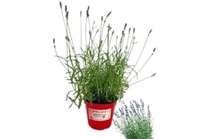 P. Piantine da Orto | Lavanda Nana, Pianta in Vaso Diametro 14 cm, Pianta Pronta per il Trapianto, Pianta Vera da Esterno, Piantina Aromatica per Balcone o Terrazzo, Vivaio Italiano