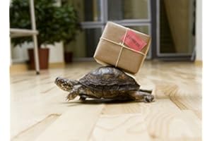 EDITION COLIBRI Carte postale animaux pour retard paperandpicture.de etc. : «pOST-eXPRESS tortue comme colis (10585) «