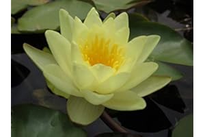 NATURAVIVA BASSANO NINFEA RUSTICA RESISTENTE GIALLA