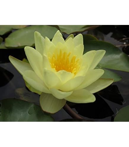 Ninfea Rustica Rossa Resistente - Pianta Acquatica Con Concime Omaggio