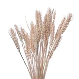 ramo de trigo seco preço Los racimos de trigo se pueden agregar junto con otros granos, flores u hojas secas.