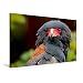Produktbild Calvendo Premium Textil-Leinwand 90 cm x 60 cm quer, Gaukler | Wandbild, Bild auf Keilrahmen, Fertigbild auf echter Leinwand, Leinwanddruck Tiere Tiere