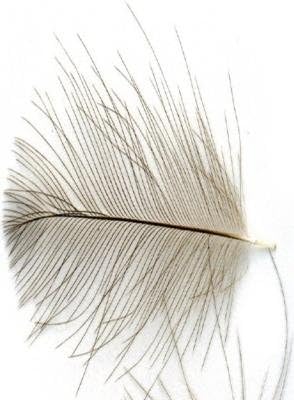 CDC NEW Feathers NAT