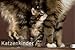 Katzenkinder Posterkalender 2011 by