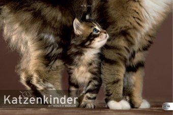 Katzenkinder Posterkalender 2011
