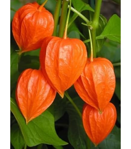 Semi Di Tomatillo Physalis Alkekengi | 30 Semi Gialli E 30 Semi Viola | Frutto Ornamentale E Commestibile | Produzione 2018