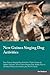 Produktbild New Guinea Singing Dog Activities New Guinea Singing Dog Activities (Tricks, Games & Agility) Includes: New Guinea Singing Dog Agility, Easy to Advanced Tricks, Fun Games, plus New Content