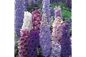 SOUTH EASTERN HORTICULTURAL Pack X6 Delphinium Magic Fountains Mix Perennial Garden Plug Plants