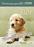 Süße Hundewelpen 2020 Tagesabreißkalender by 