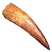 Produktbild Fierce Fossils Spinosauruszahn aus echtem Fossilien, antiker Dinosaurierzahn, 100 Millionen Jahre, 3 cm