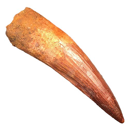 Preisvergleich Produktbild Fierce Fossils Spinosauruszahn aus echtem Fossilien, antiker Dinosaurierzahn, 100 Millionen Jahre, 3 cm