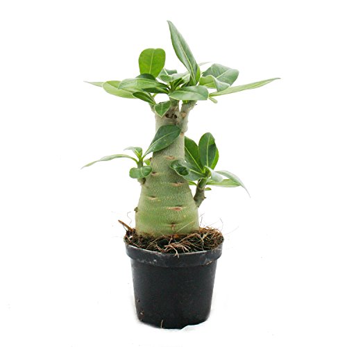 Kleine Wüstenrose, Adenium, Überraschungsfarbe, 9cm Topf - 2