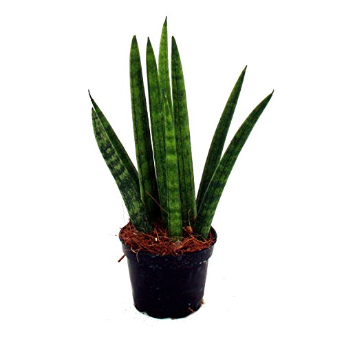Sansevieria cylindrica – Pfiffiges 3er Set im 6,5cm Topf – Bogenhanf, Schwiegermutterzunge - 3