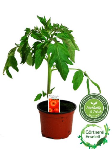 Tomatenset, 6 Tomatenpflanzen,Tomate,Fleischtomate,Cocktailtomate - 3