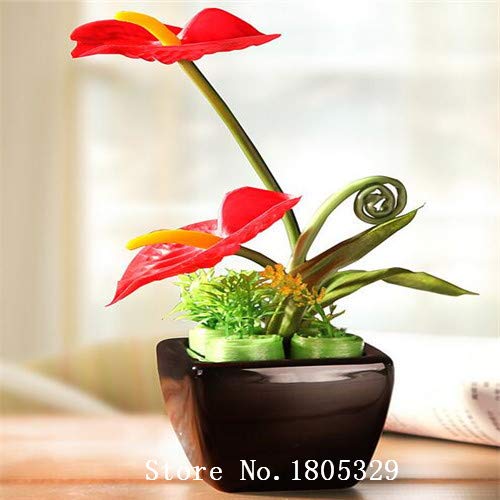 Agrobits Big Sale 100 Bag Rare Flower Seeds Anthurium Andrau | Desertcart  Brunei