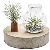 Kupfer, Glas & Beton Objekt Air Plant - mini Tillandsien