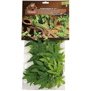 TERRARIUM PFLANZE ABUTILON 50CM