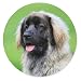 Produktbild Merchandise for Fans Leonberger Porträt vor grünem Hintergrund, Mauspad rund aus Textil 20cm, Rutschfester Kautschukrücken, für alle Maustypen