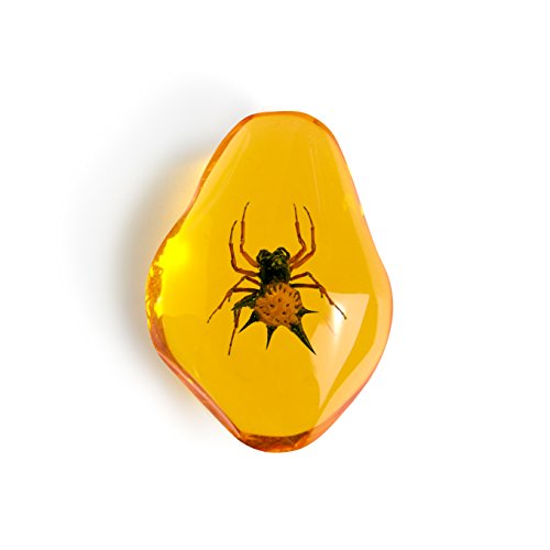 Geoworld ed378 K – Dig & Discover Spiny Orb-weaver Mini Kit Digging with Real Insects in Amber Replica