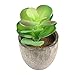 Produktbild Seasaleshop Mini Künstliche Sukkulenten Artificial Plants Kunstpflanze Bonsai Landschaft Pflanzen Ornamente Kunstblume Deko by