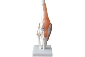 PHYSIQUE Anatomical Lifesize Human Knee Joint Model with Flexible Ligaments for Medical Education and Demonstration (30cm Height)