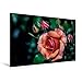 Produktbild Calvendo Premium Textil-Leinwand 120 cm x 80 cm quer, Bodendeckerrose Apricola | Wandbild, Bild auf Keilrahmen, Fertigbild auf echter Leinwand, Leinwanddruck: Rosen - Eltville am Rhein Natur Natur