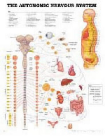 Autonomic Nervous System Chart