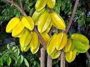 Mphmi Live Star Fruit -Kamrak Fruit - 1 Plant - Carambola Hybrid Fruit Tree - Dwarf Variety Fruit Plant - Pack In Pot