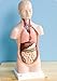Produktbild 3BScientific Anatomie-Modell "Torso" - Anatomie Detailgetreu Handbemalt für Schule Ausbildung Beruf