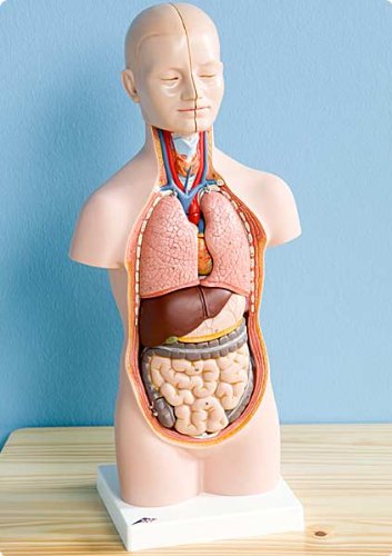 Preisvergleich Produktbild 3BScientific Anatomie-Modell "Torso" - Anatomie Detailgetreu Handbemalt für Schule Ausbildung Beruf