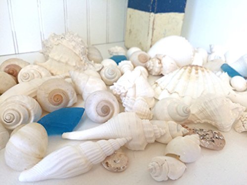 Nautical Crush TradingWhite Decorative Sea Shell Mix | 1 Pound Of Shell For Decoration | Shells For Craft | Plus Free Nautical Ebook By Joseph Rains