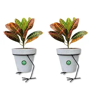 TrustBasket Hen Planter Stand - Set of 2