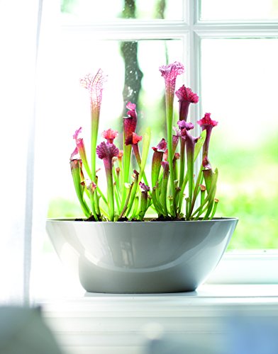 elho Brussels Diamond Oval Blumentopf 36cm – Weiss - 5