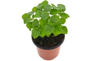 NATURGARDEN Albahaca Perenne 10cm Ocimum Gratissimum Albahaca de Clavo Planta Aromática y Culinaria