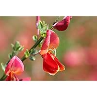 Cytisus scoparius Roter Favorit - Roter Ginster Favorit - Edelginster - Schmuckginster - Besenginster