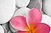 Produktbild Papillon 60 x 40 cm Polyester Flower/Zen Super Saugfähig Badteppich