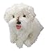 Produktbild Carl Dick Bischon Bolognese Pudel, Französischer Pudel sitzend weiß aus Plüsch ca. 25cm 3370