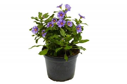 Enzianstrauch Solanum rantonnetii - 2