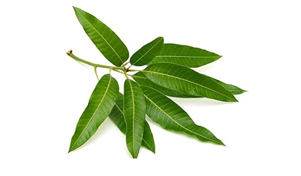 Buy Bio Blooms Fresh Mango Tree Leaves 10 Small Bunches For