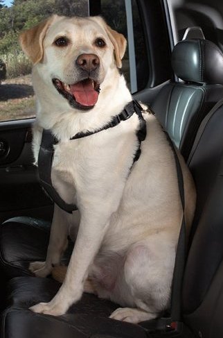 Dog-Seat-Belt-Lead-Restraint-Harness-Black-Fits-Any-Vehicle-and-Any-Dog-Connects-Collar-or-Harness-to-any-Car-Seat-Lock