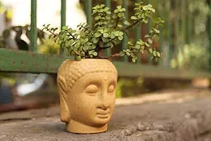 Lyallpur Stores Ceramic Planter Pot Buddha Shape - Medium (Brown Color, 12 cm) Plant Not Included