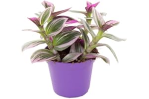 C.B. Plants Tradescantia Nanouk Indoor House Plant in 8cm Pot, Pink,Purple